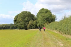 Field walk on site